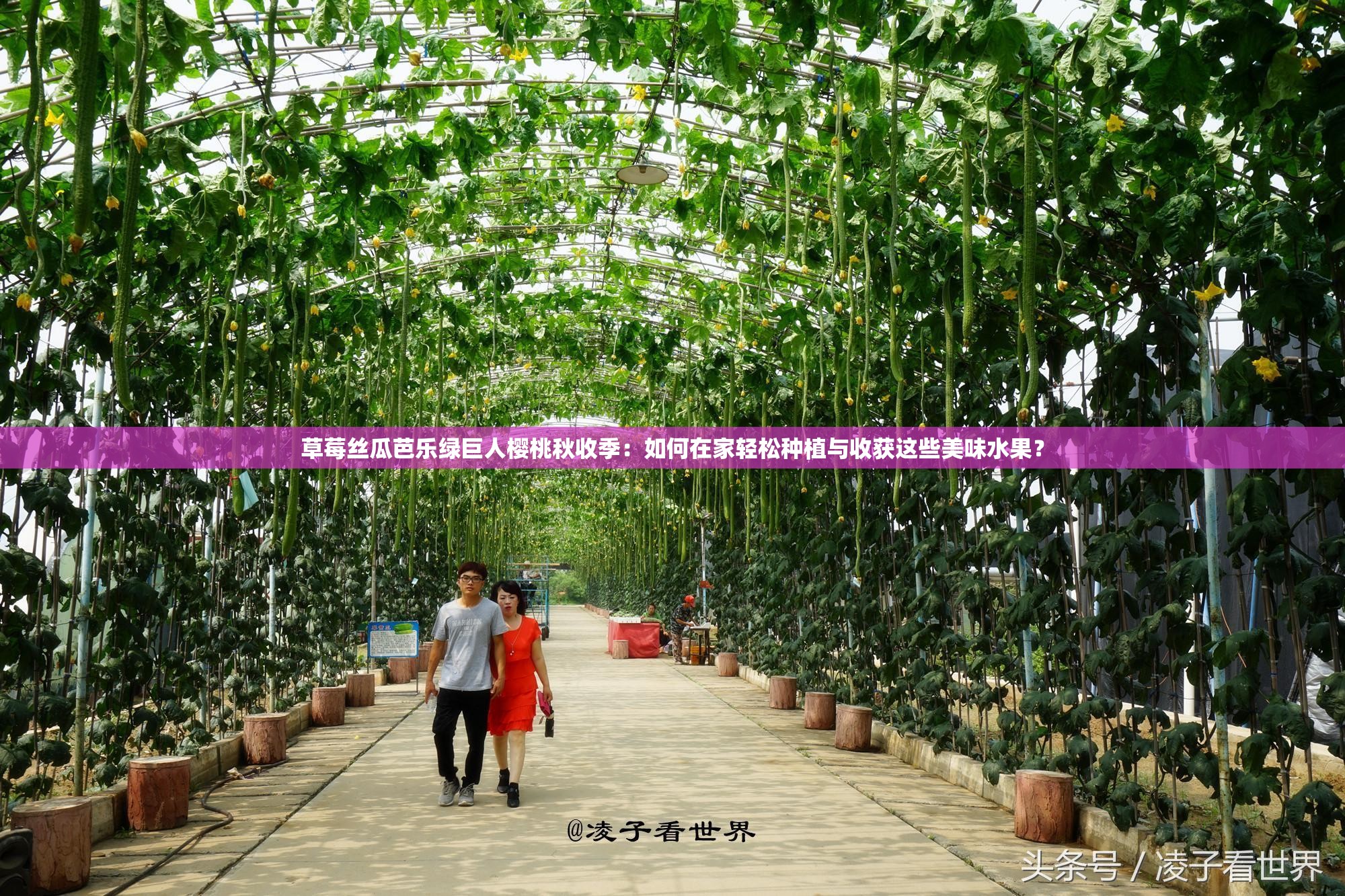 草莓絲瓜芭樂(lè)綠巨人櫻桃秋收季：如何在家輕松種植與收獲這些美味水果？