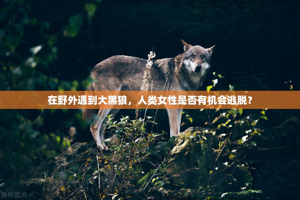 在野外遇到大黑狼，人類女性是否有機會逃脫？