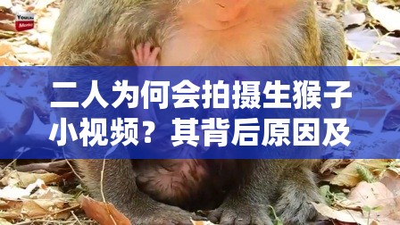 二人為何會拍攝生猴子小視頻？其背后原因及精彩內容大揭秘