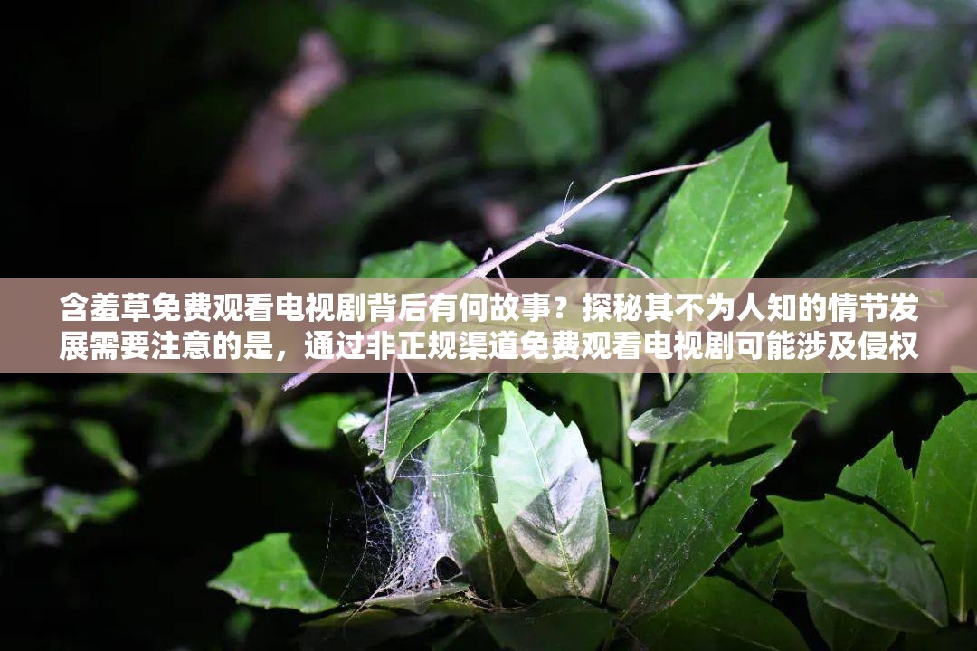含羞草免費觀看電視劇背后有何故事？探秘其不為人知的情節(jié)發(fā)展需要注意的是，通過非正規(guī)渠道免費觀看電視劇可能涉及侵權(quán)行為，建議支持正版，以維護良好的影視創(chuàng)作環(huán)境