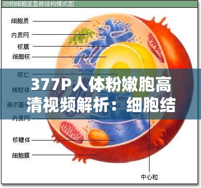 377P人體粉嫩胞高清視頻解析：細胞結(jié)構(gòu)與功能的視覺盛宴