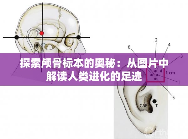 探索顱骨標(biāo)本的奧秘：從圖片中解讀人類進(jìn)化的足跡