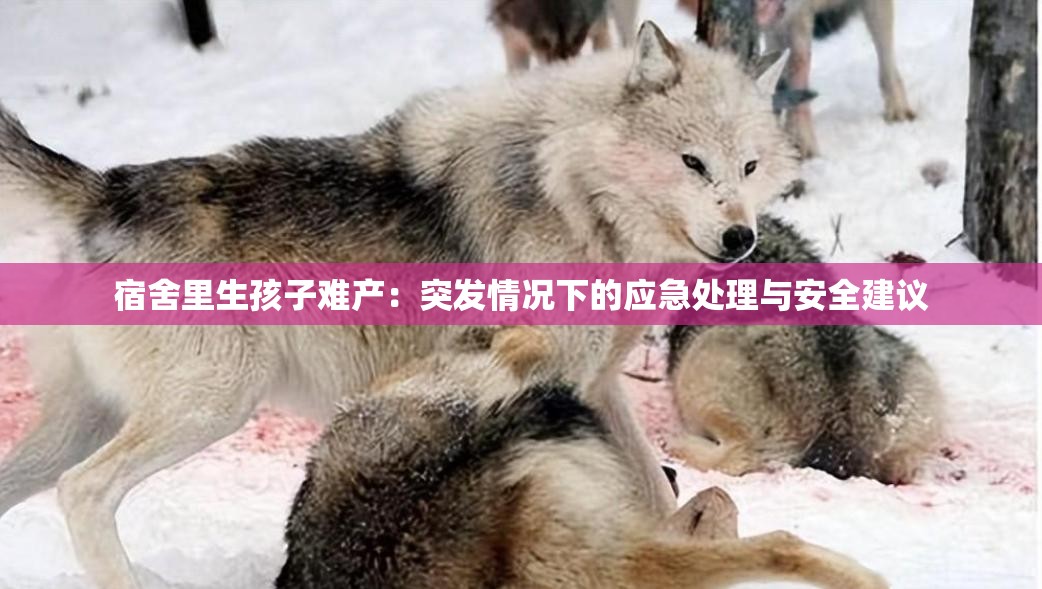 宿舍里生孩子難產(chǎn)：突發(fā)情況下的應(yīng)急處理與安全建議