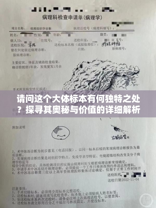 請(qǐng)問這個(gè)大體標(biāo)本有何獨(dú)特之處？探尋其奧秘與價(jià)值的詳細(xì)解析