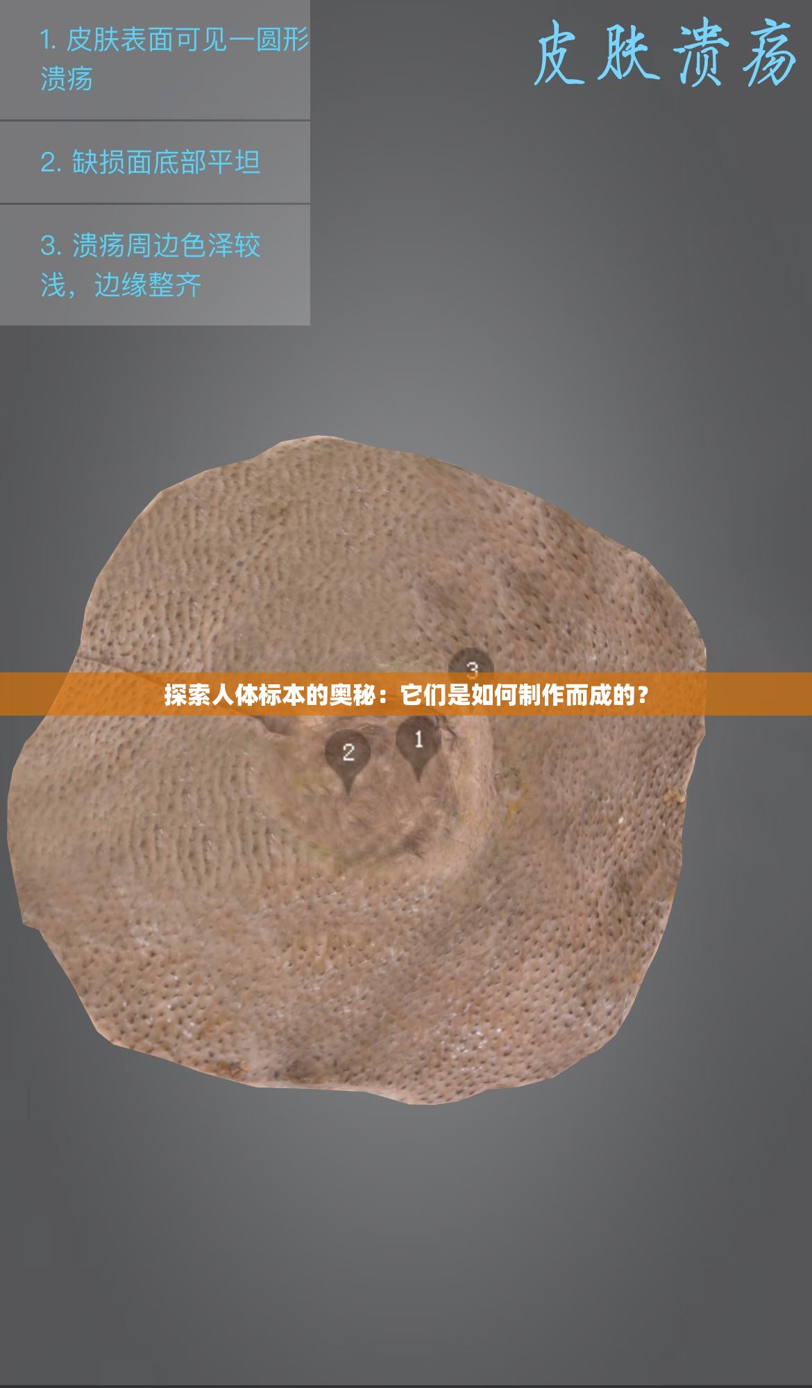 探索人體標本的奧秘：它們是如何制作而成的？