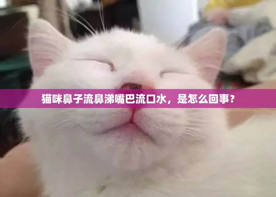 貓咪鼻子流鼻涕嘴巴流口水，是怎么回事？