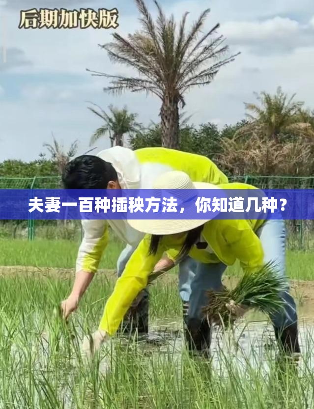 夫妻一百種插秧方法，你知道幾種？