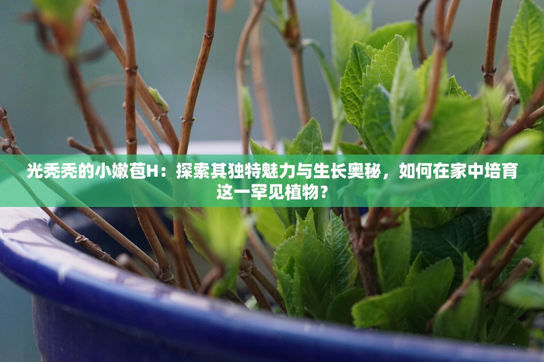 光禿禿的小嫩苞H：探索其獨(dú)特魅力與生長(zhǎng)奧秘，如何在家中培育這一罕見植物？