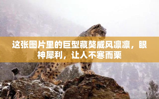 這張圖片里的巨型藏獒威風(fēng)凜凜，眼神犀利，讓人不寒而栗