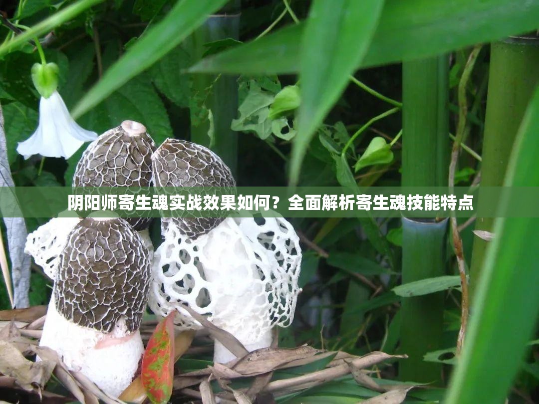 陰陽師寄生魂實戰(zhàn)效果如何？全面解析寄生魂技能特點