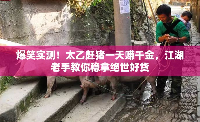 爆笑實(shí)測！太乙趕豬一天賺千金，江湖老手教你穩(wěn)拿絕世好貨